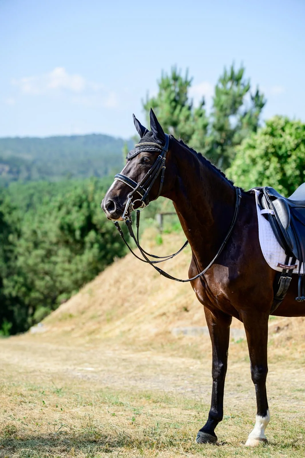 Caballo de San Amaro al aire libre