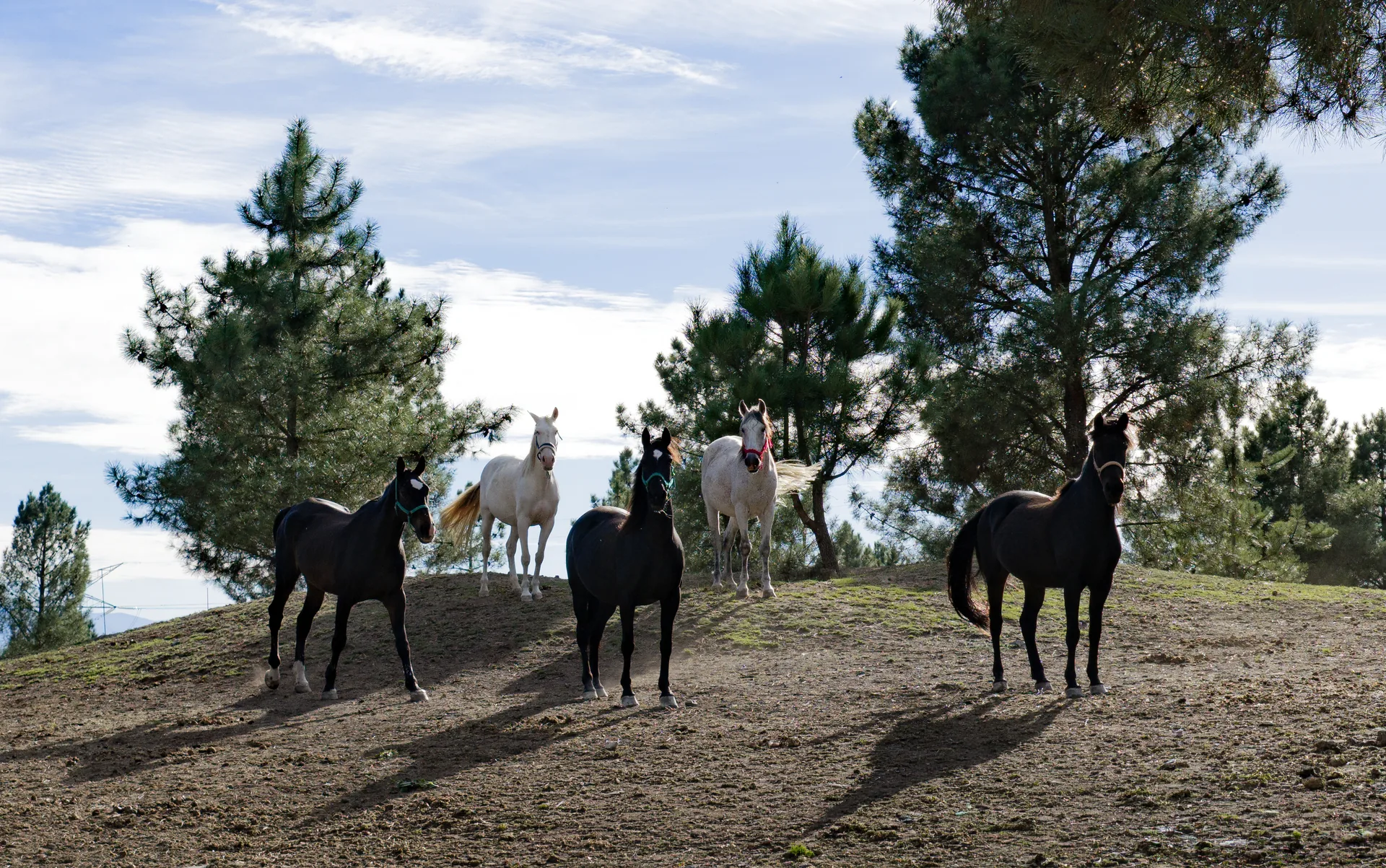 Caballos en el entorno natural de San Amaro