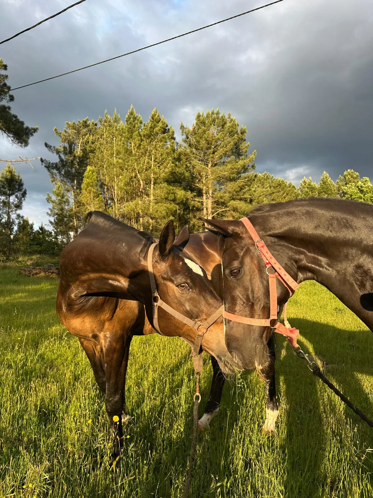 Caballos de San Amaro en el campo