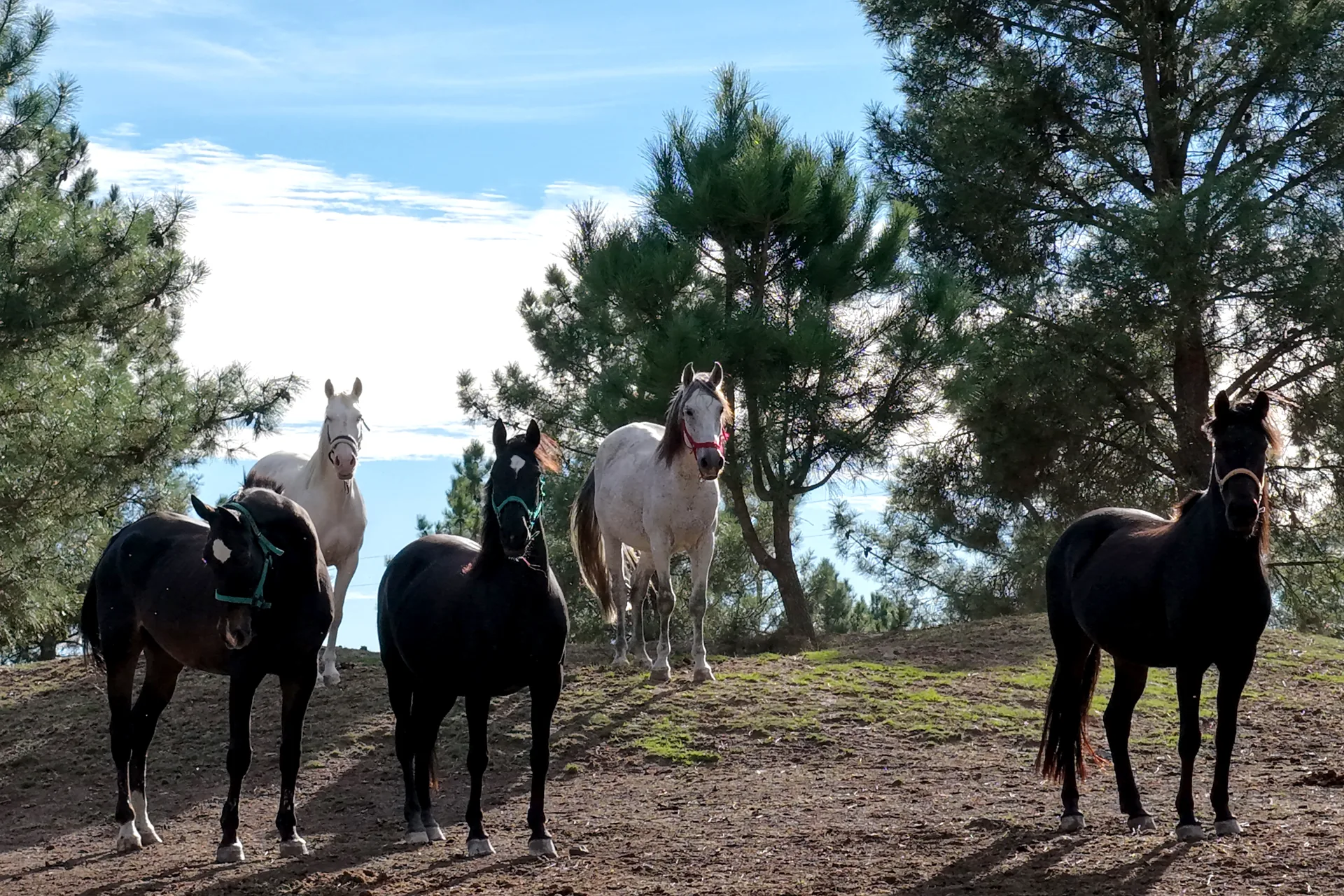 Caballos entre los árboles de San Amaro