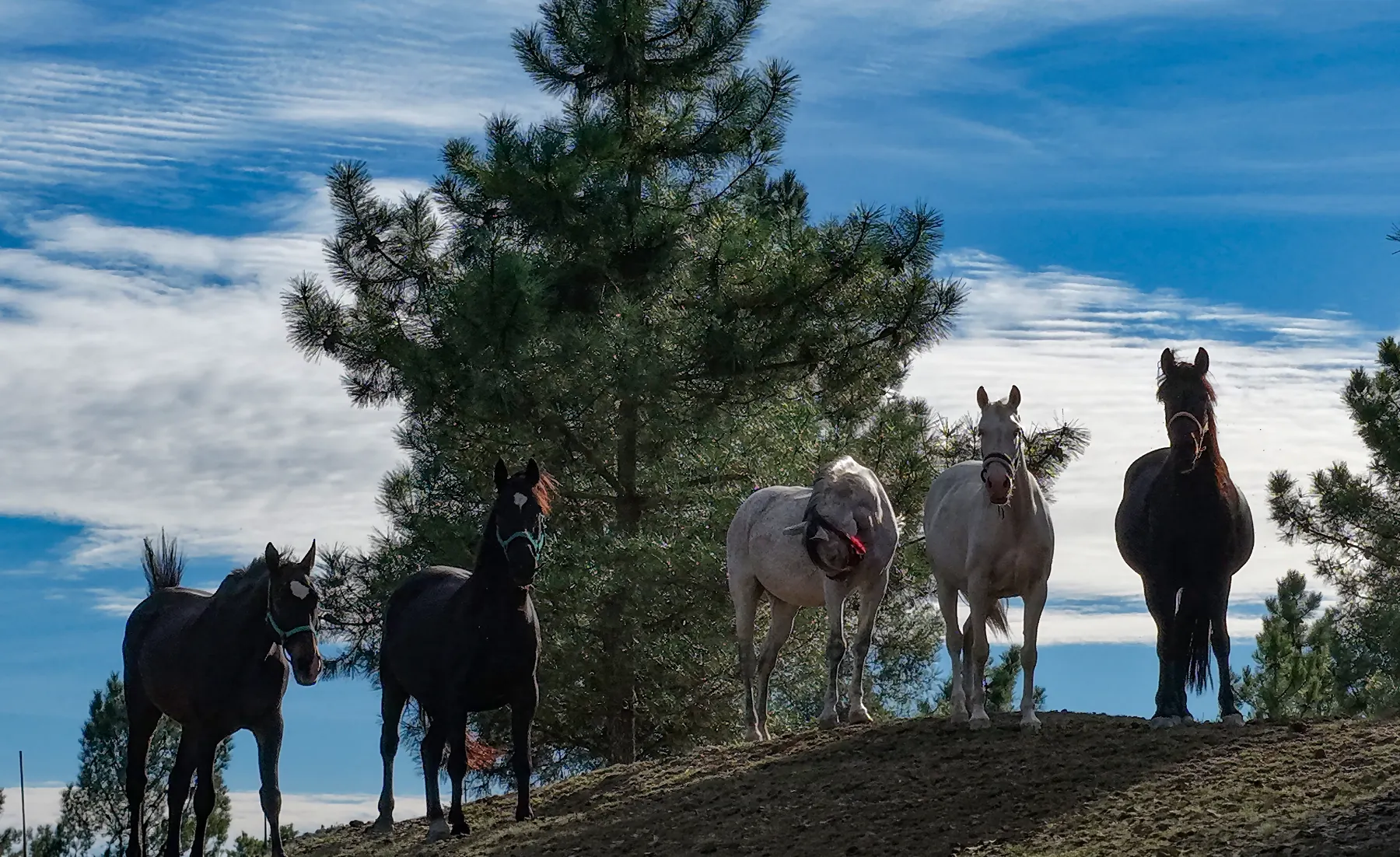 Caballos en una ladera arbolada de San Amaro